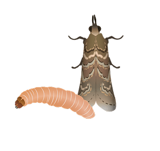 Navel Orangeworm