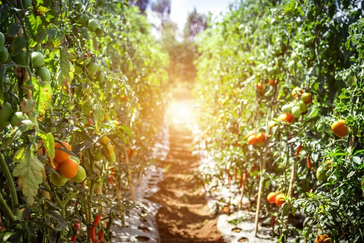 How AI Driven Pest Monitoring Can Benefit Organic Farmers | Updated February 2024