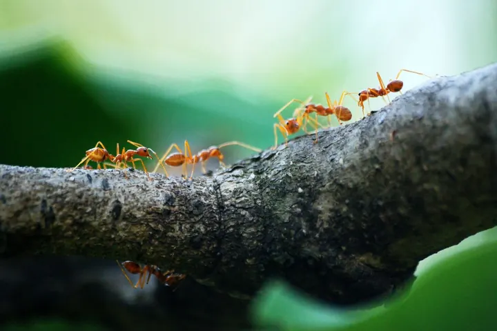 Ants in Commercial Agriculture – Allies, Enemies, or a Little of Both?