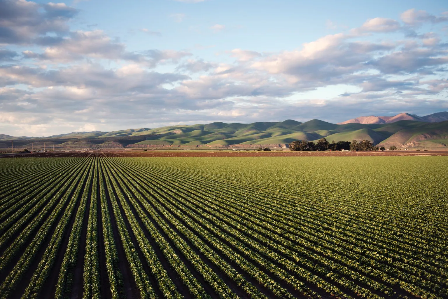 How Autonomous Pest Monitoring Technology Can Help European Farmers Manage Upcoming Pesticide Reduction Regulations & Increase Sustainability