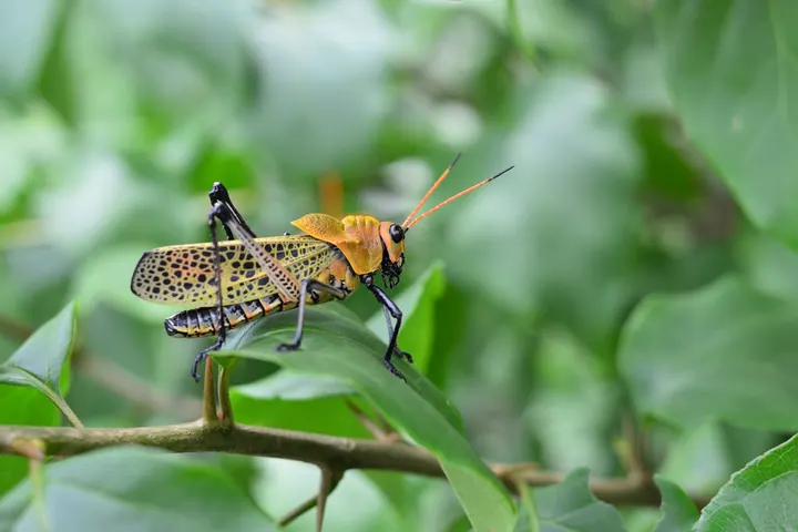 Battling Bugs | The Essential Art of Agricultural Insect Management