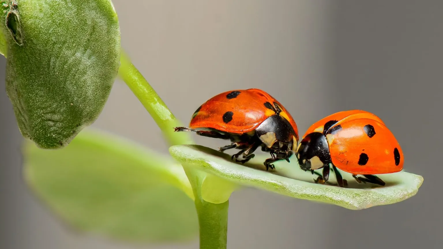 Beneficial Bugs to be Thankful For