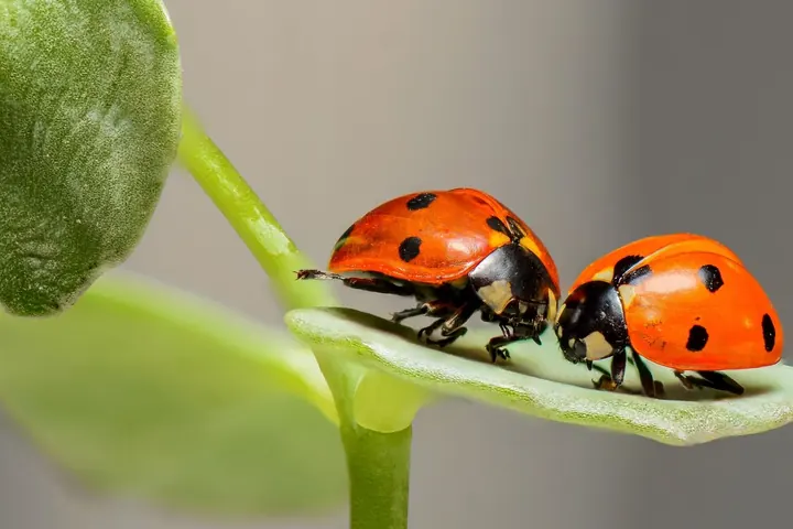 Beneficial Bugs to be Thankful For