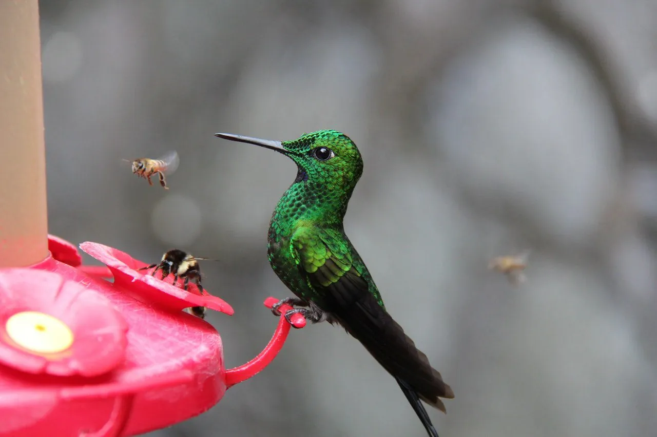 The Truth About the Birds and the Bees: Exploring the Pollinator Crisis
