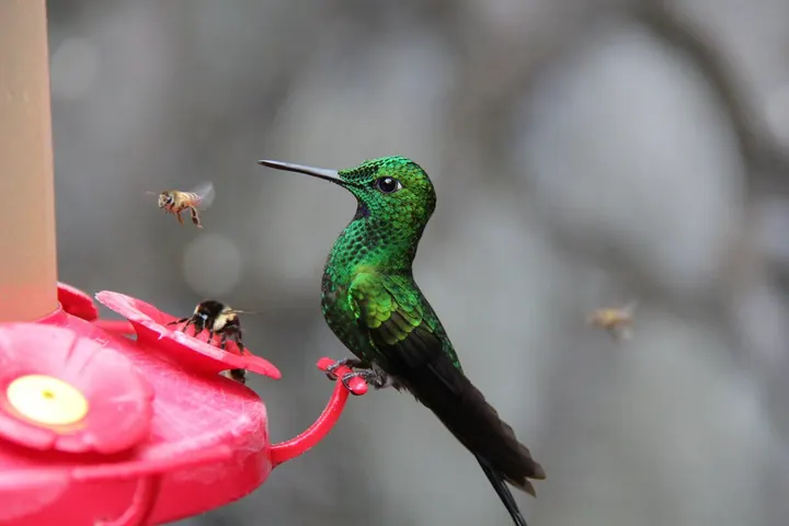 The Truth About the Birds and the Bees: Exploring the Pollinator Crisis