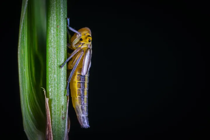 Field Notes | Commercial Agriculture From The Perspective of a Pest Control Advisor