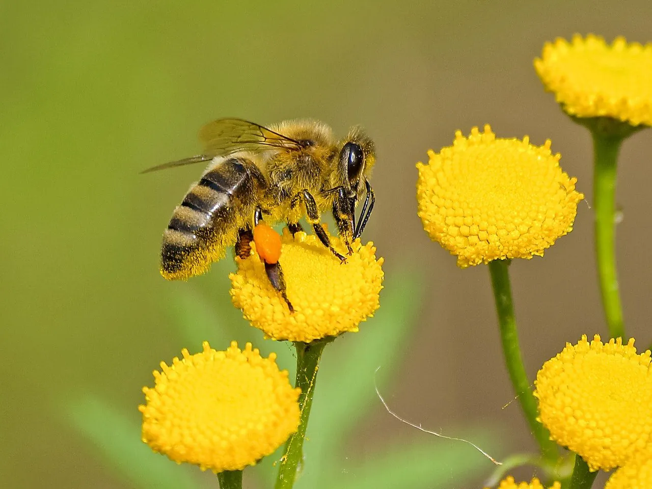Could a New Honey Bee Vaccine Protect Our Vital Pollinators?