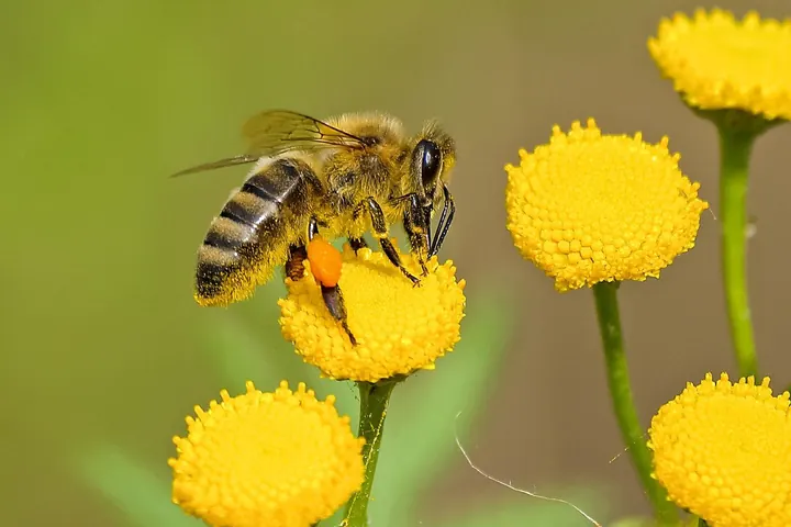 Could a New Honey Bee Vaccine Protect Our Vital Pollinators?