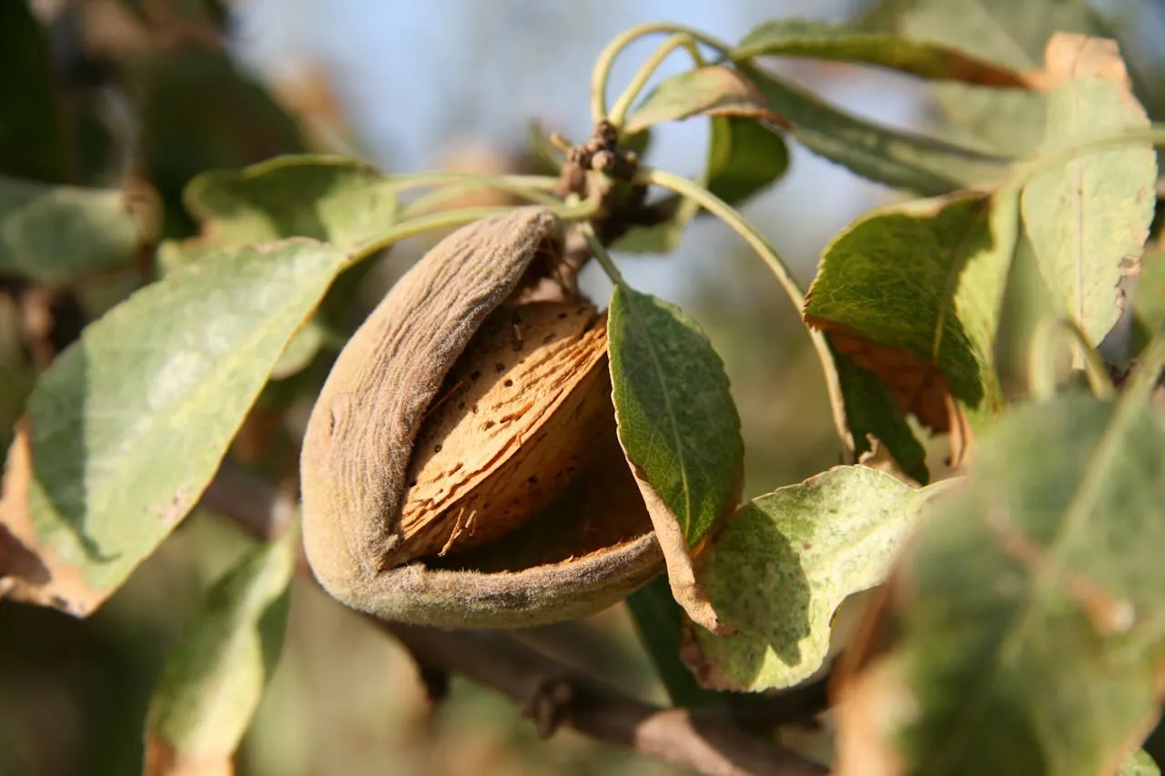 Guarding Your Grove | Understanding Almond Pest Monitoring