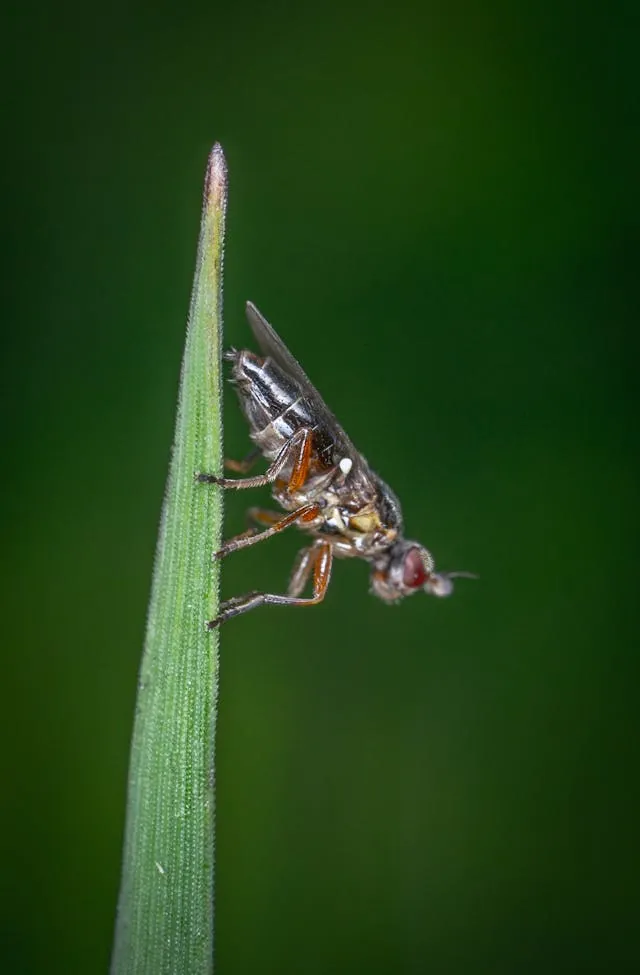 Understanding The Hidden Costs of the Olive Fruit Fly in Commercial Groves