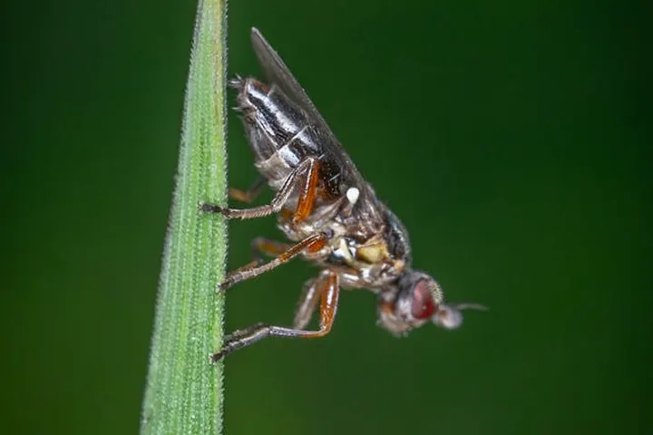Understanding The Hidden Costs of the Olive Fruit Fly in Commercial Groves