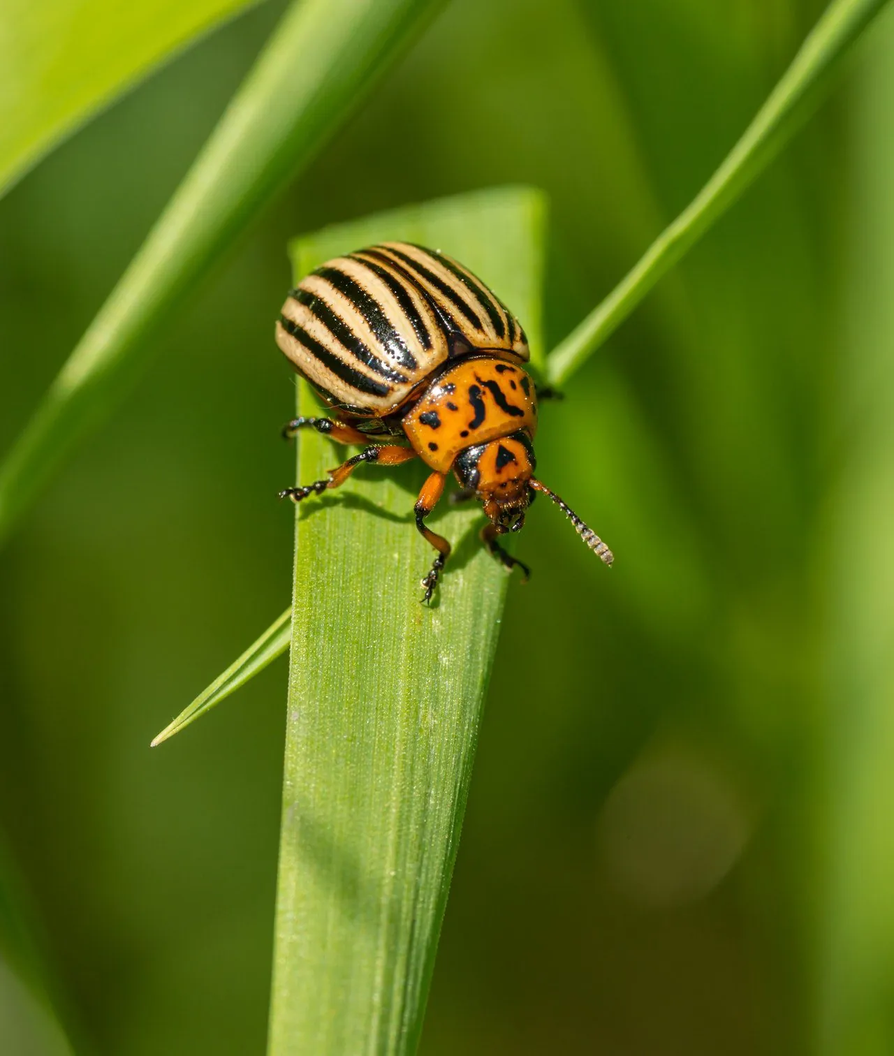 A Journey into the History of Agricultural Pest Management