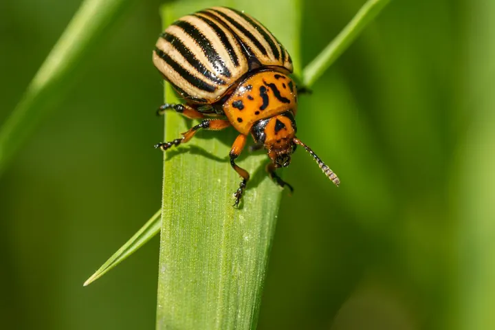 A Journey into the History of Agricultural Pest Management