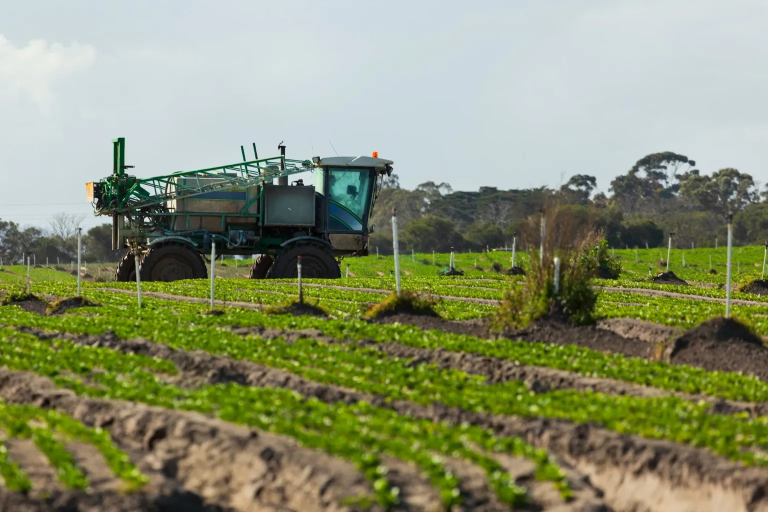 Insecticide Resistance in Commercial Agriculture | A Pest Monitoring Problem in Disguise