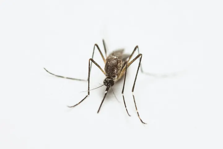 More Than Just a Bite | Why Mosquito Awareness Matters in Commercial Agriculture