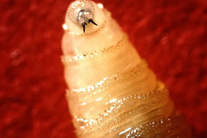 The Return of the New World Screwworm | What Farmers Need to Know