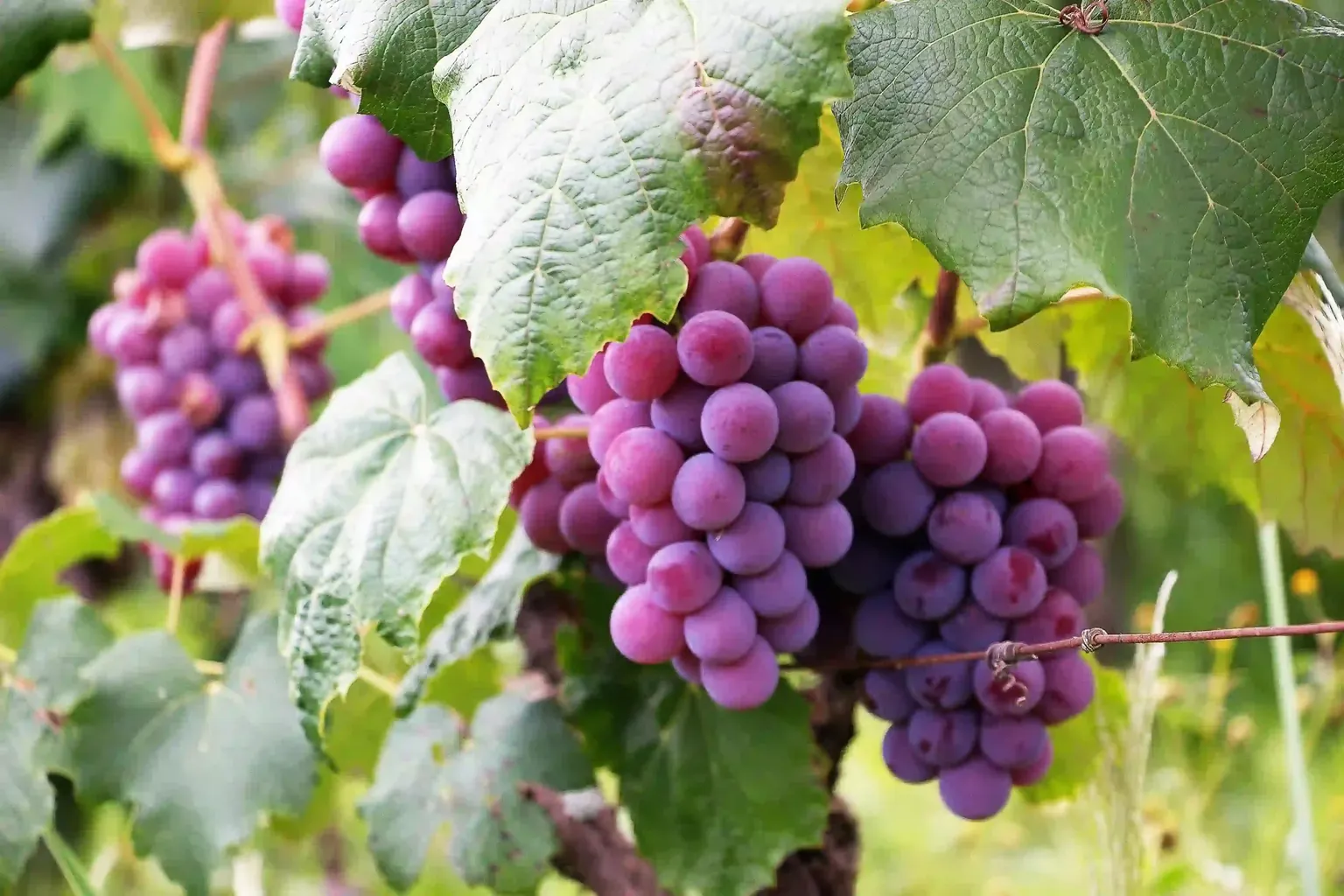 Overcoming Damage With Data | Why Agricultural Monitoring Matters Even More Now