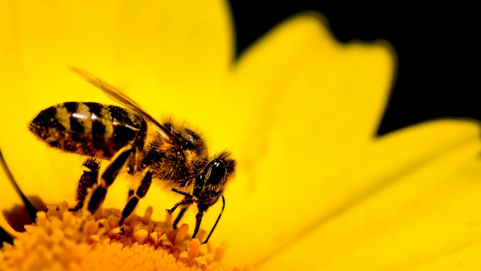 Protecting Our Pollinators – Helping Nature Help Us