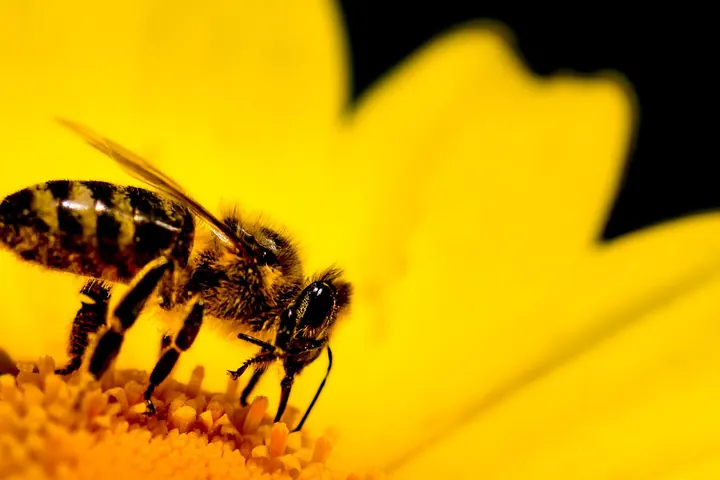 Protecting Our Pollinators – Helping Nature Help Us