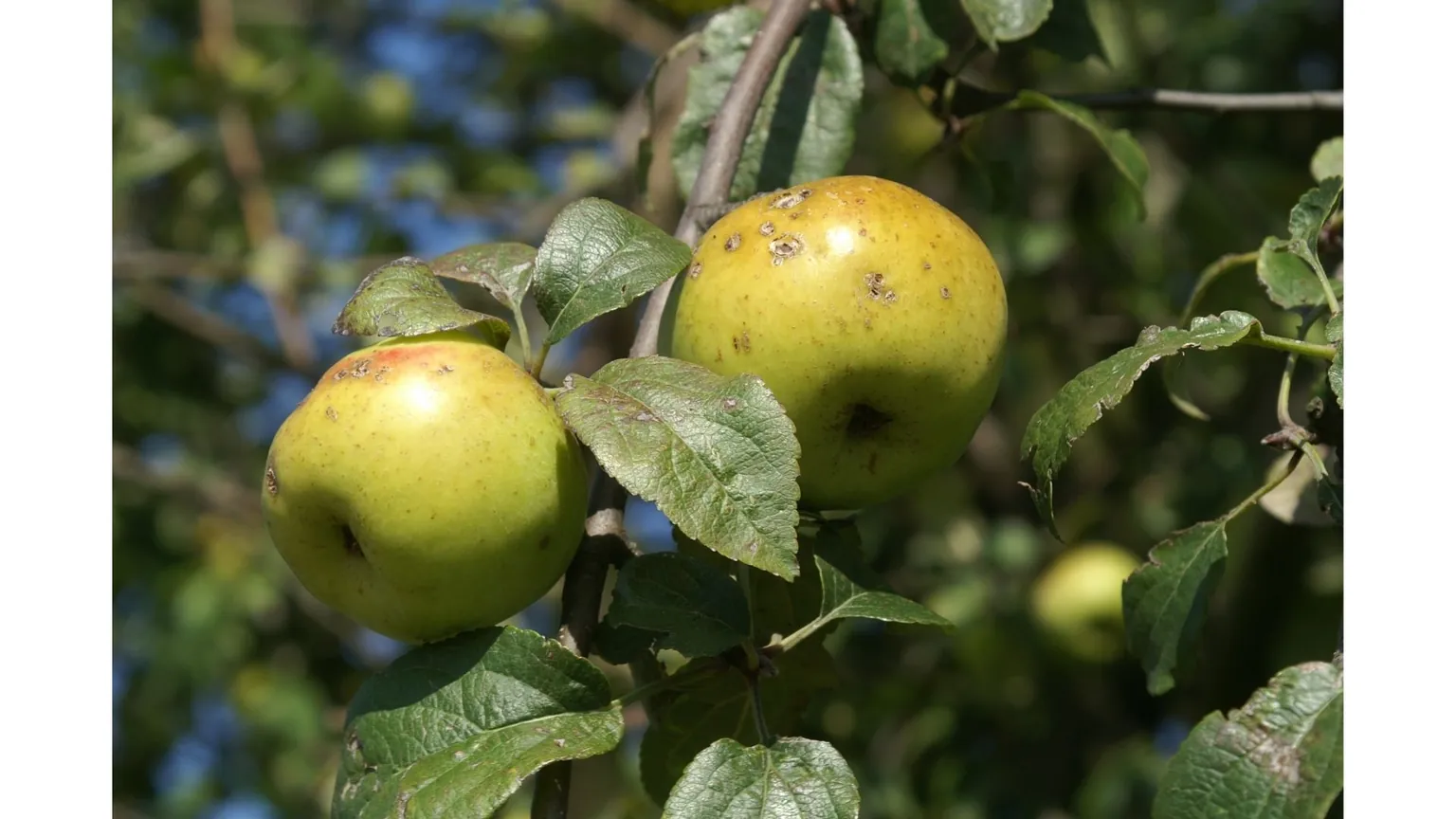 Protecting Your Apples and Almonds