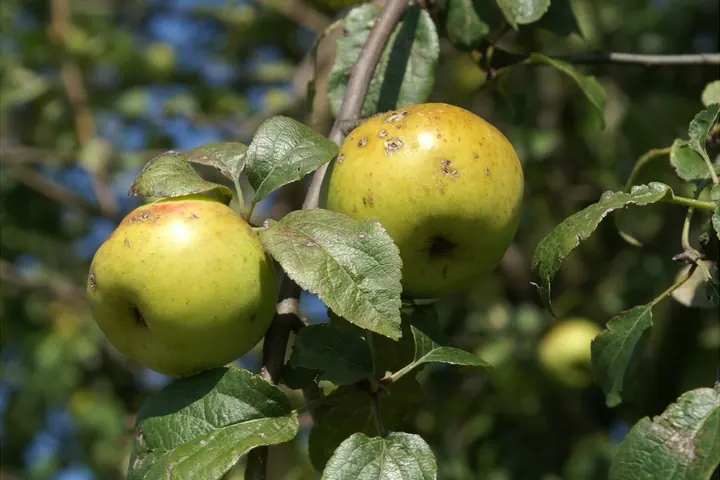 Protecting Your Apples and Almonds