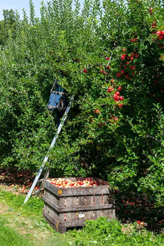 How Real-Time Pest Monitoring Can Protect Your Apple Harvest from Codling Moths