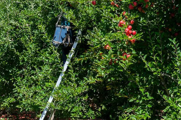 How Real-Time Pest Monitoring Can Protect Your Apple Harvest from Codling Moths