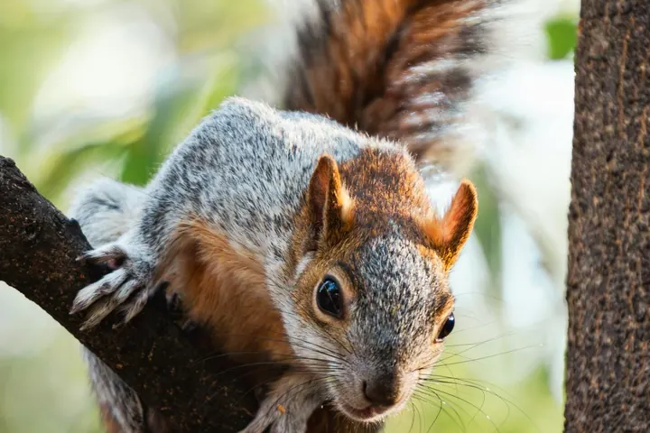 Rodents in Commercial Agriculture | Understanding the Hidden Threat to Fruit and Nut Crops