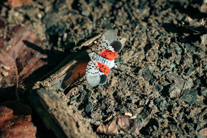 Spotted Lanternfly: Understanding the Threat to U.S. Agriculture