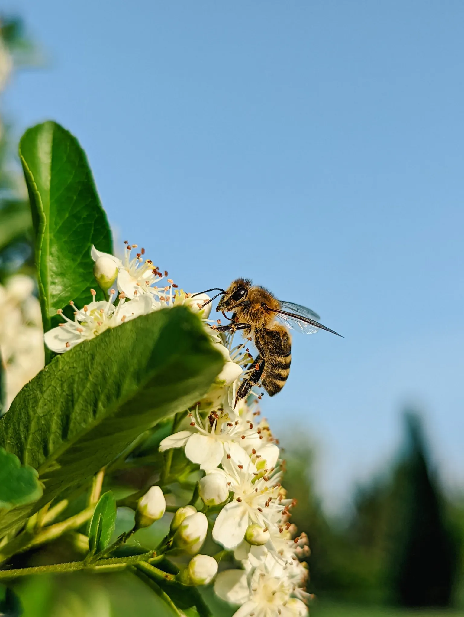 Exploring the Latest Tech Aimed at Helping Pollinators
