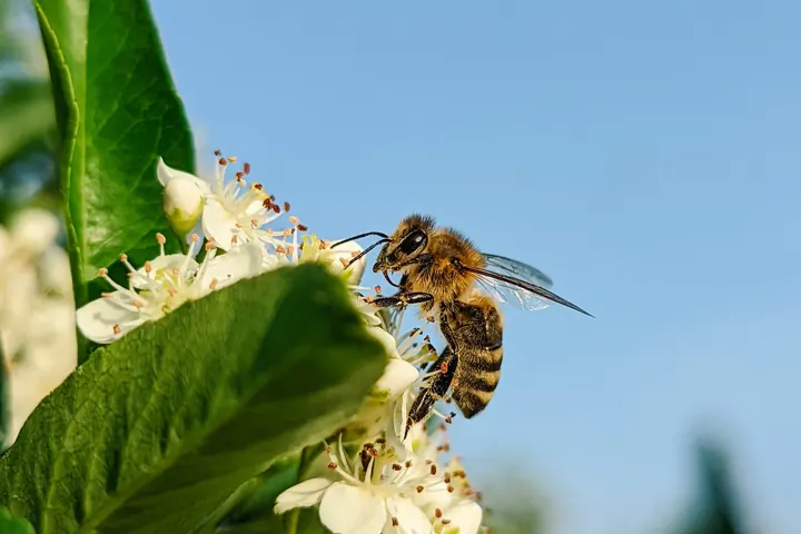 Exploring the Latest Tech Aimed at Helping Pollinators