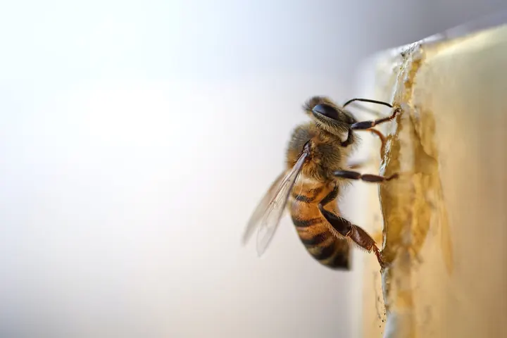 Tech That Helps Save The Bees