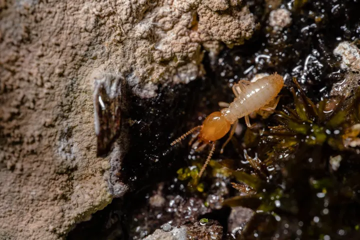 Termites | What You Should Know About the Silent Saboteurs of Soil and Structure