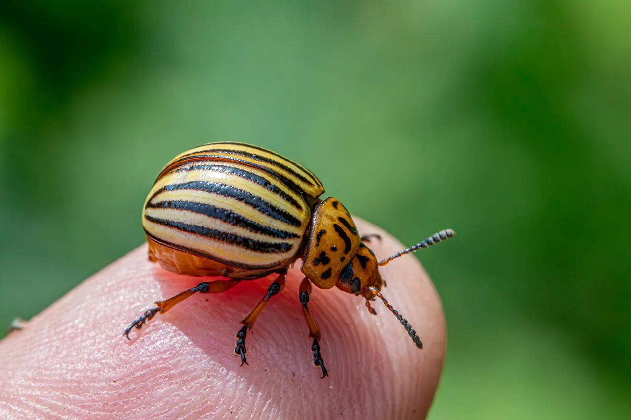The Next Big Buzz | Exploring Agricultural Pest Management with an Entomologist