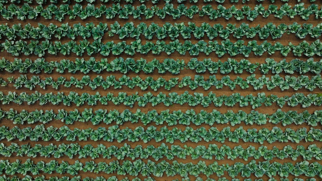 Understanding Integrated Pest Management