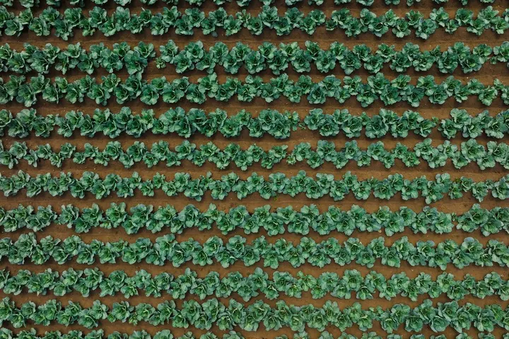 Understanding Integrated Pest Management