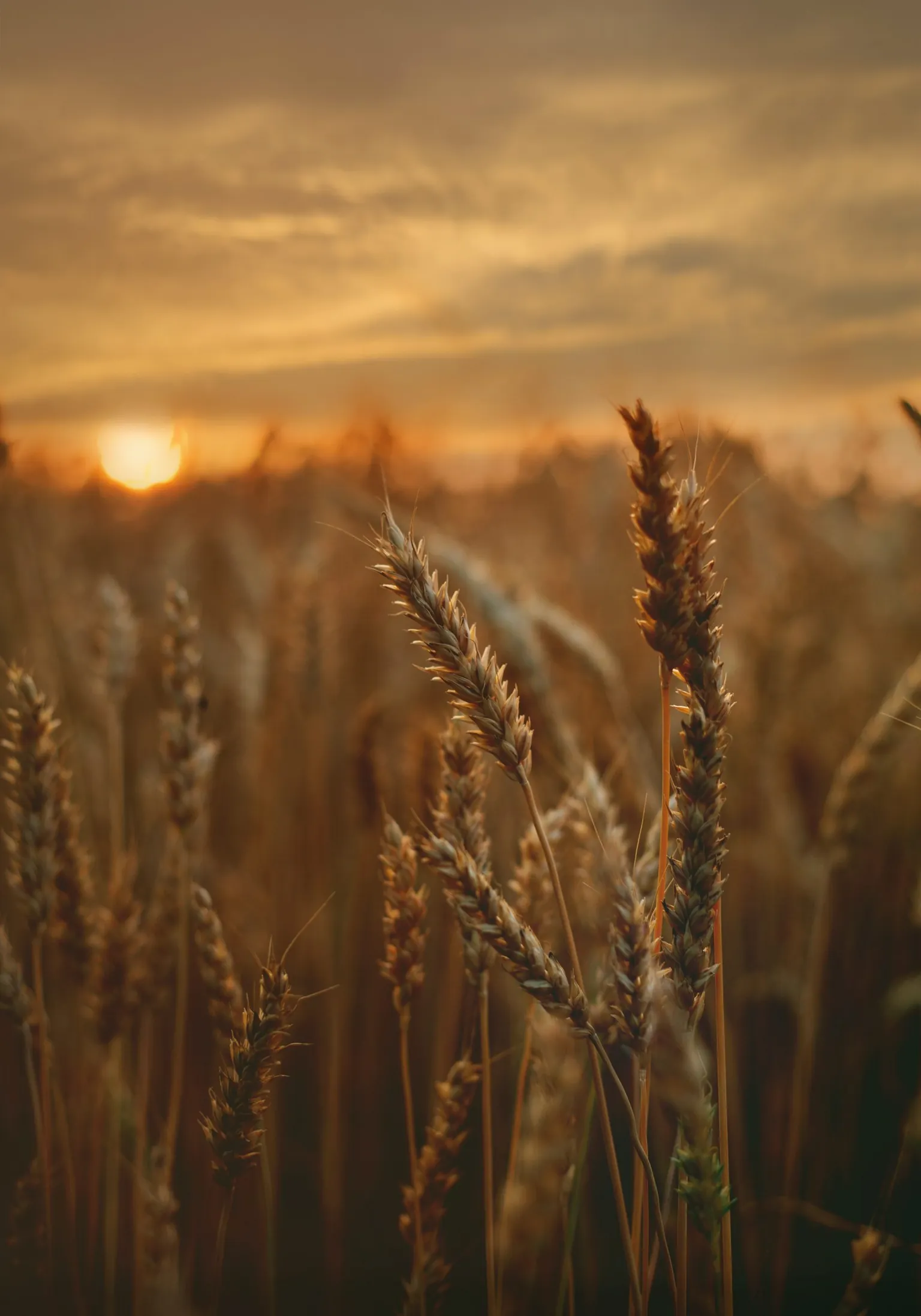 What Will Pest Management Look Like in the Future?
