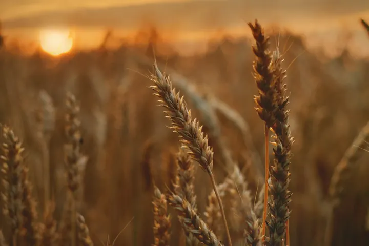 What Will Pest Management Look Like in the Future?