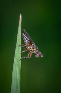 Understanding The Hidden Costs of the Olive Fruit Fly in Commercial Groves - FarmSense