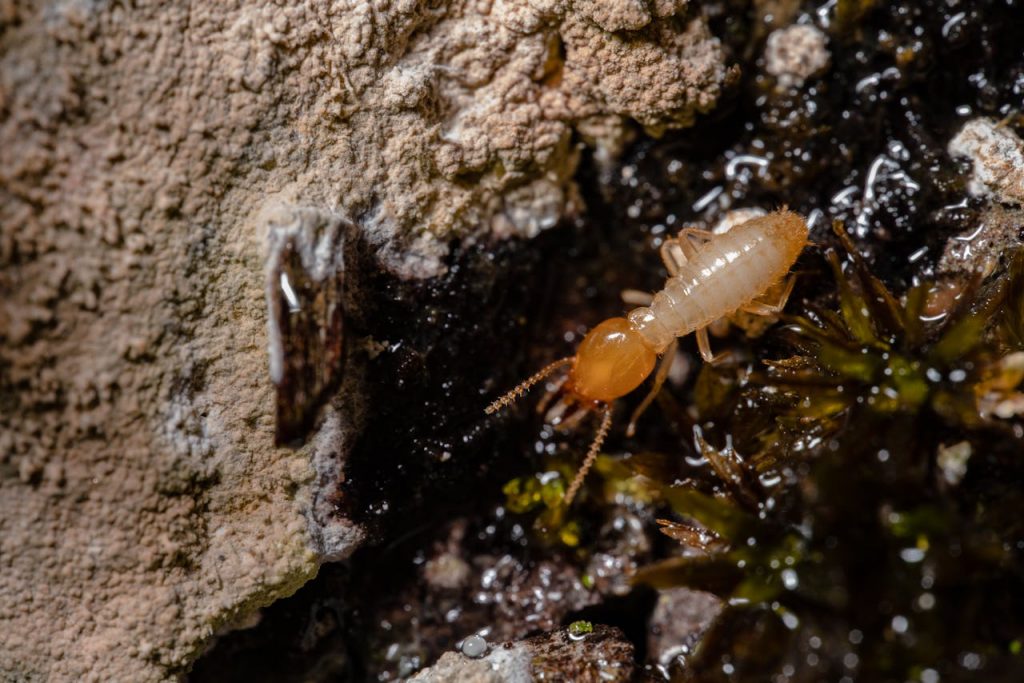Termites | What You Should Know About the Silent Saboteurs of Soil and Structure - FarmSense