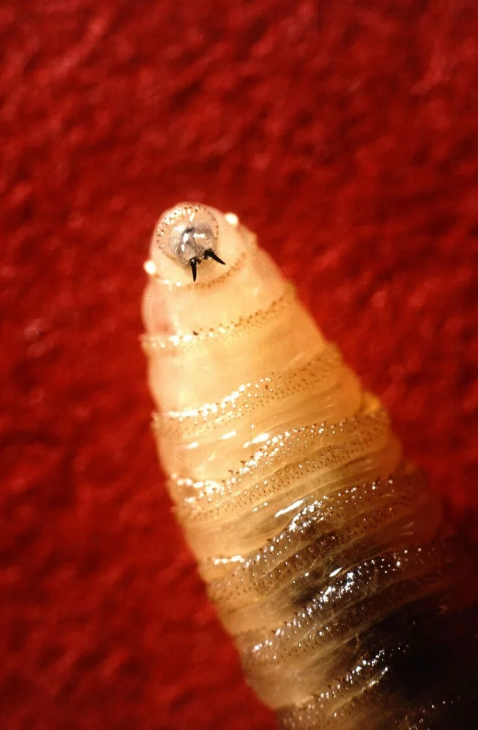The Return of the New World Screwworm _ What Farmers Need to Know - FarmSense