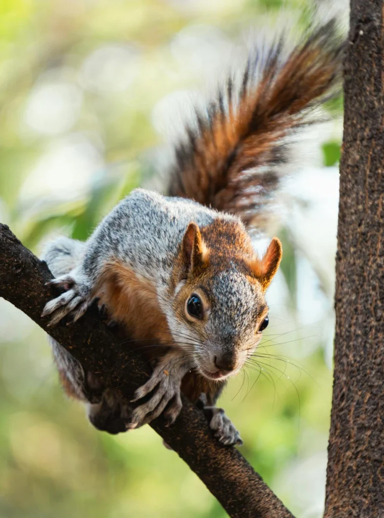 Rodents in Commercial Agriculture - Understanding the Hidden Threat to Fruit and Nut Crops - FarmSense