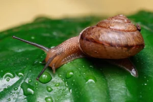 Snails and Slugs in Commercial Agriculture _ Why Growers Should Follow the Slime Trail - FarmSense
