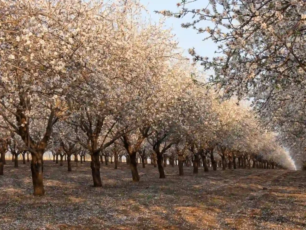 Successful IPM Programs in Commercial Agriculture _ Lessons From Agriculture’s Greatest Pest Management Victories - FarmSense